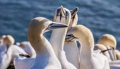 开云彩票-隆多2年合同签约老鹰 特雷·扬迎最好的生涯导师