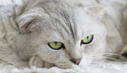 开云官方官网-乌克兰再增3例阳性 其中2人曾出战德国 勒夫惊了